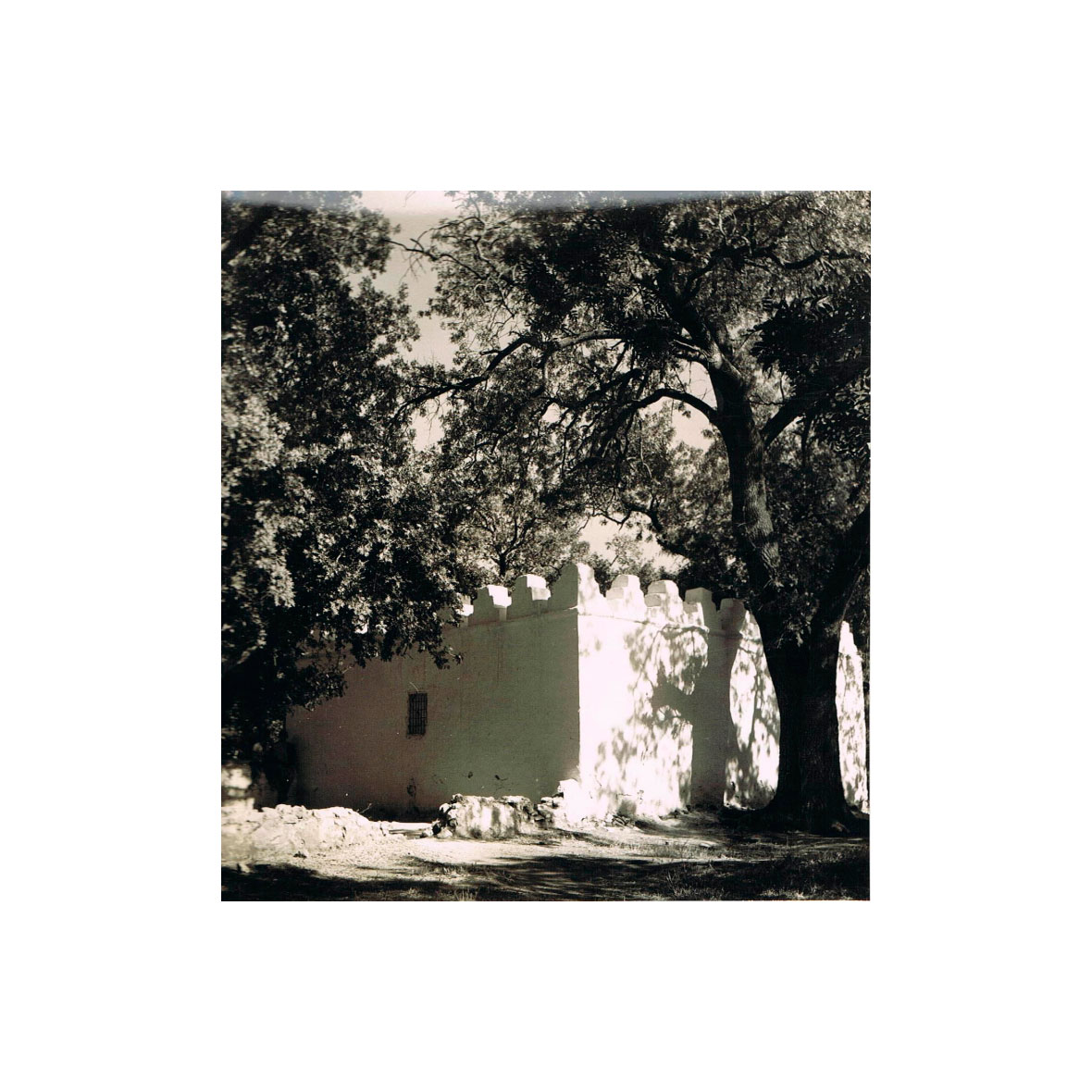 Ombres — Volumétrie blanche et ombre d'arbre FW — Somoya architecte